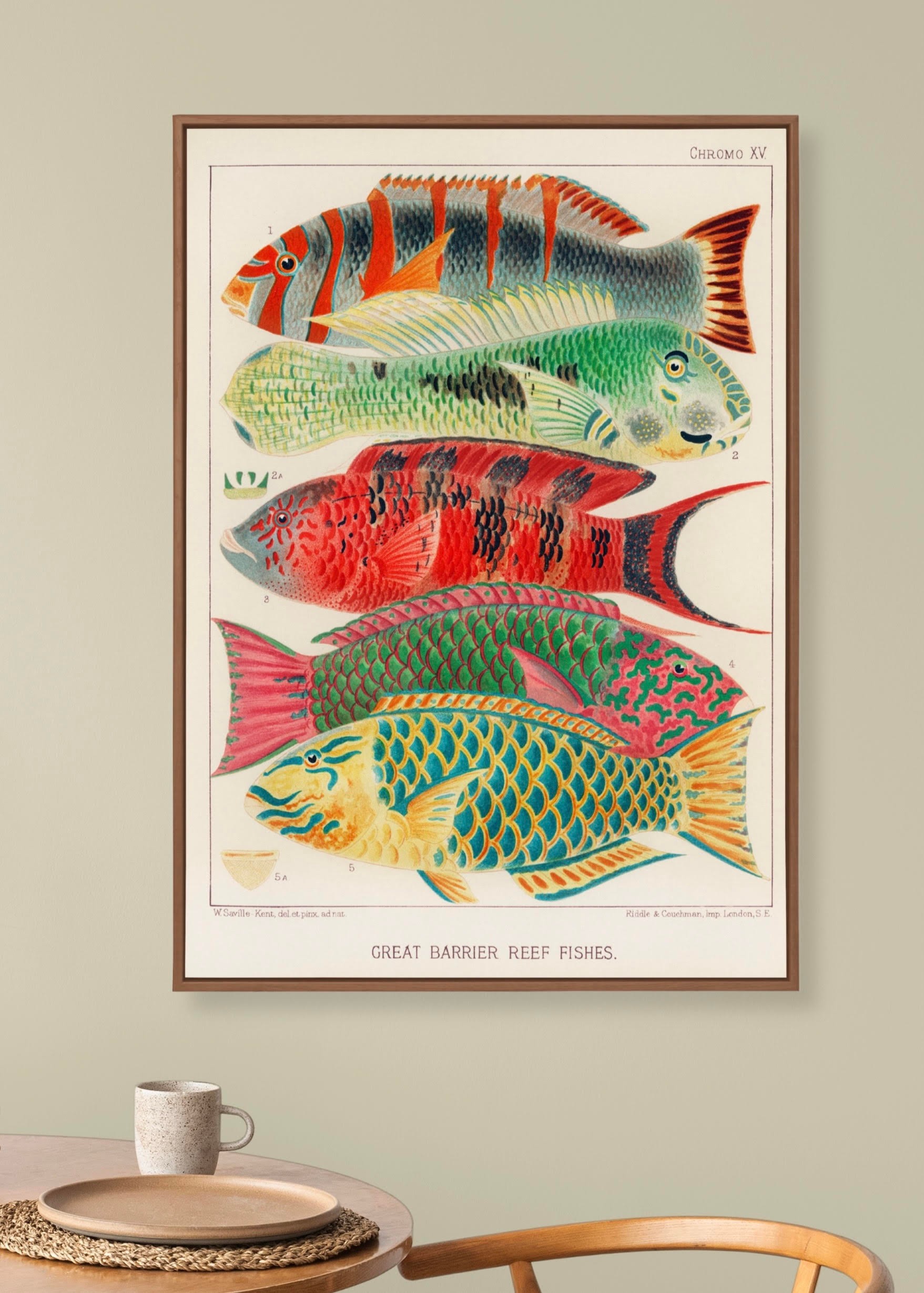 Great Barrier Reef Fishes By William Saville Kent Posteri