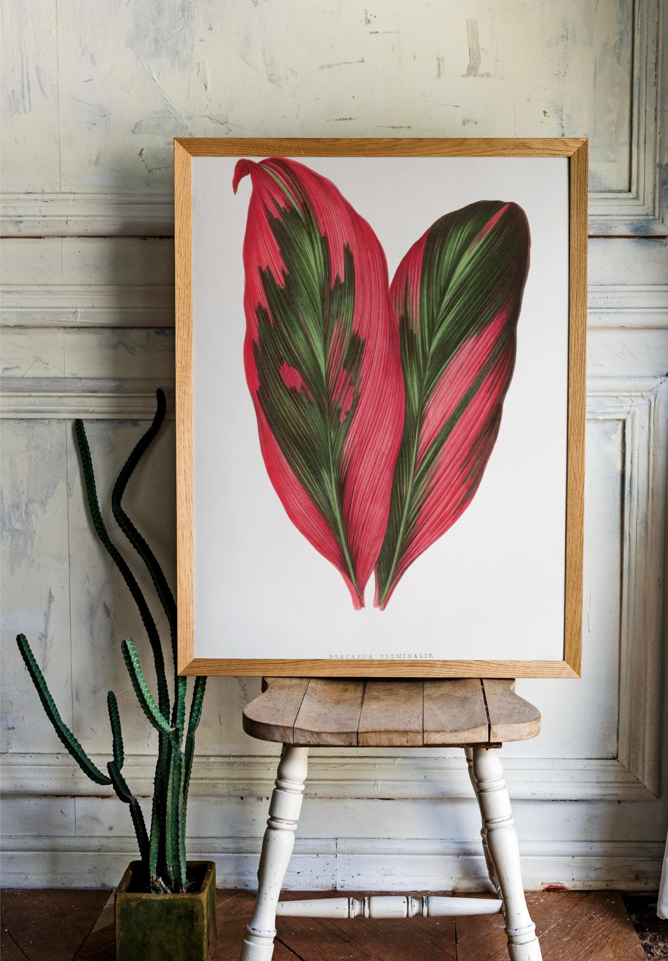 Pembe Dracaena Terminalis Yaprak Posteri