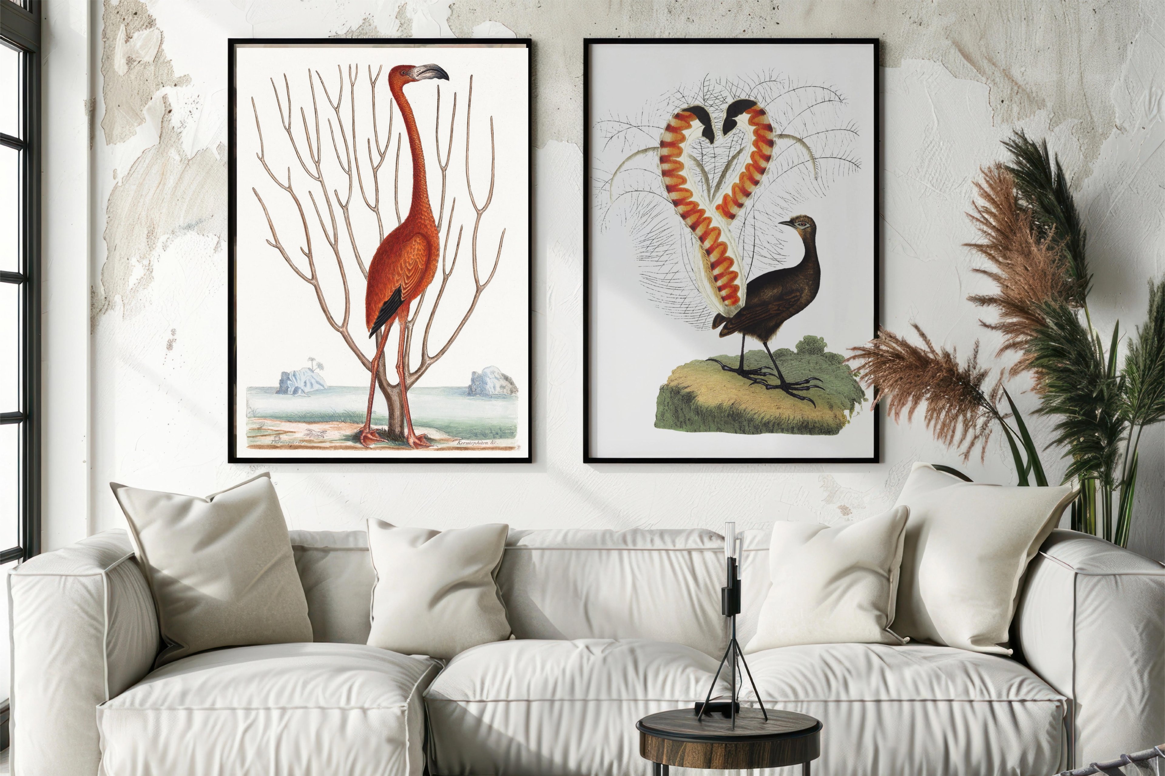 Mark Catesby’ın Flamingo Posteri ve Lir Kuşu Posteri