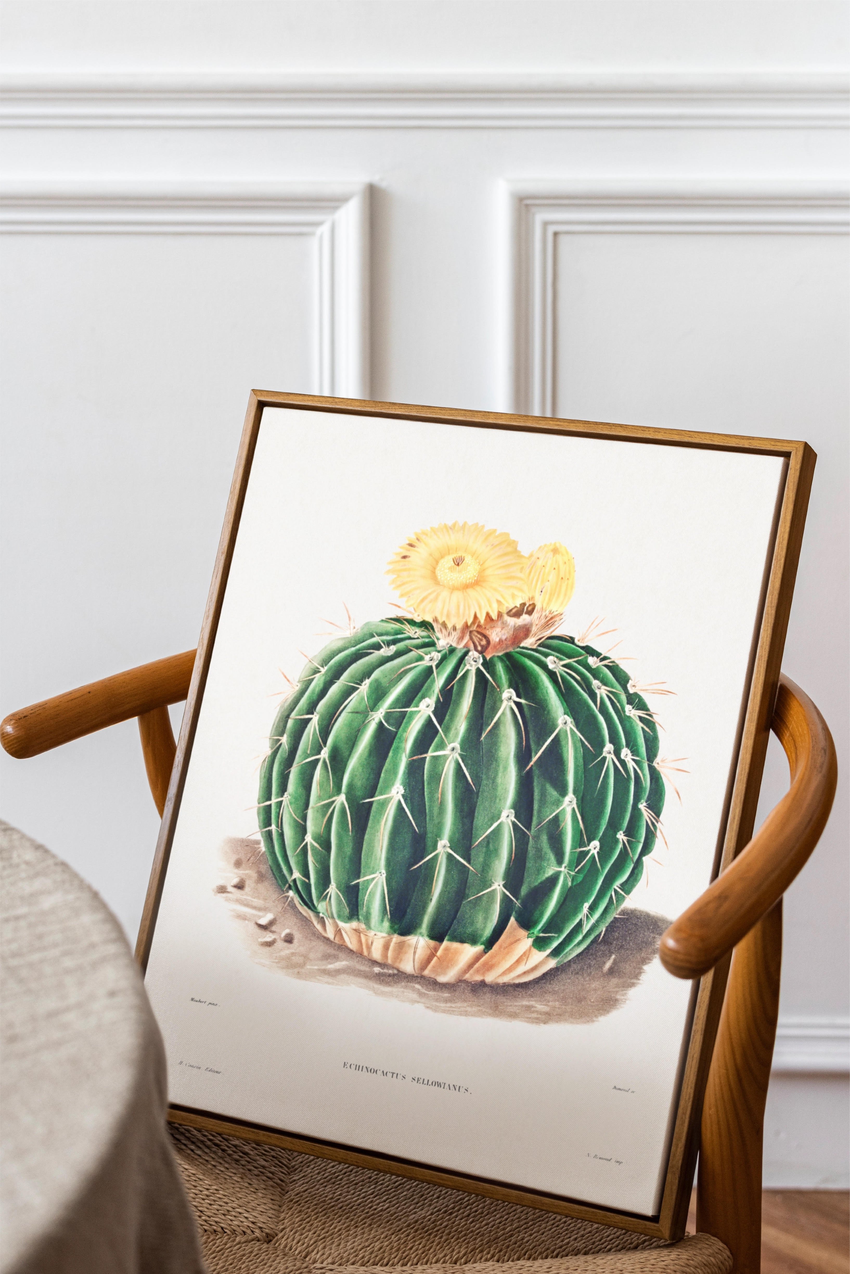 Parodia Sellowii Kaktüsü Posteri