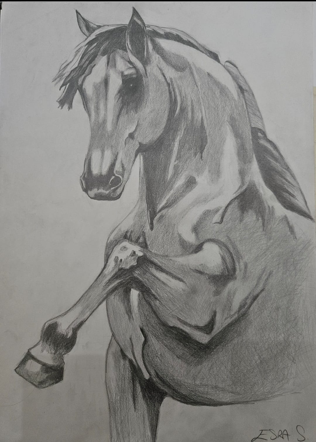 Karakalem Şahlanan At Çalışması Tablosu 35x50cm 2006