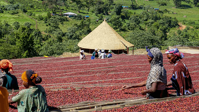 Natural coffee processing. Kayon Mountain Farm, Guji, Ethiopia.