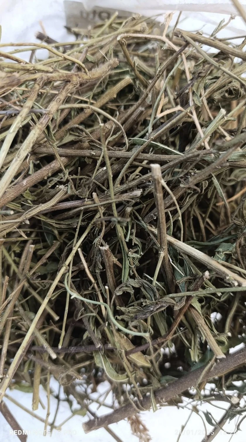 Yapışkan Andız Otu 100 Gr