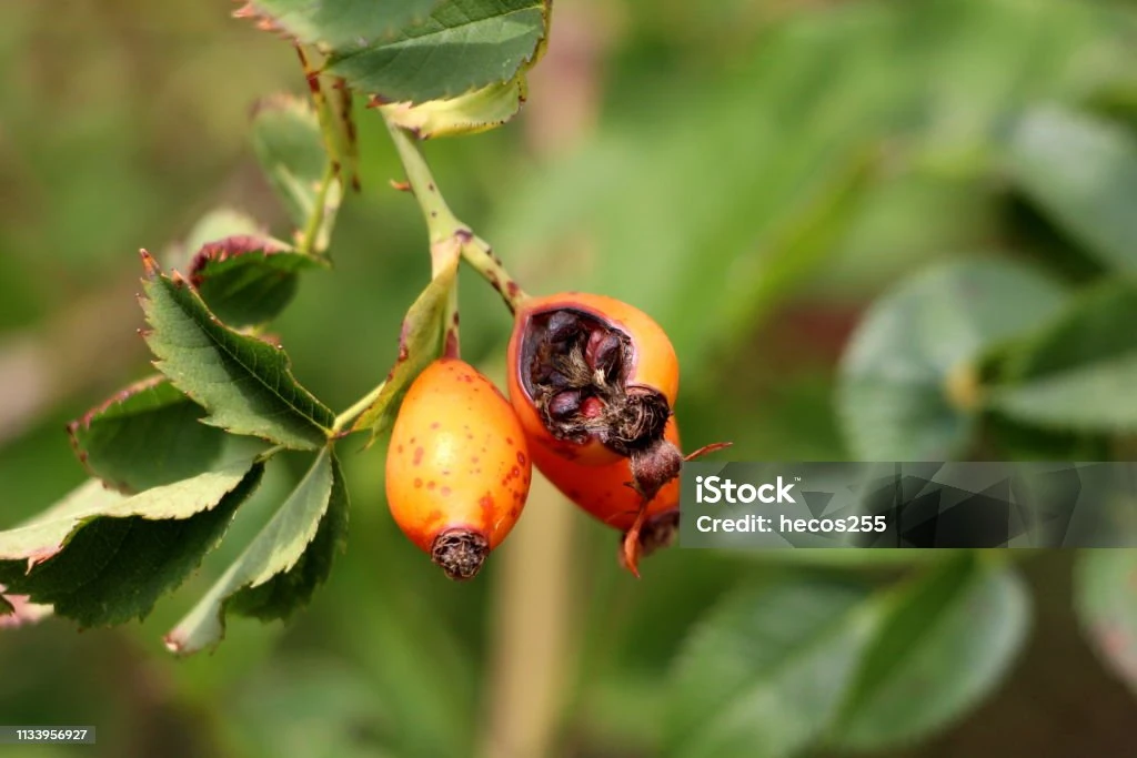 Kırık Kuşburnu Hibiskuslu 