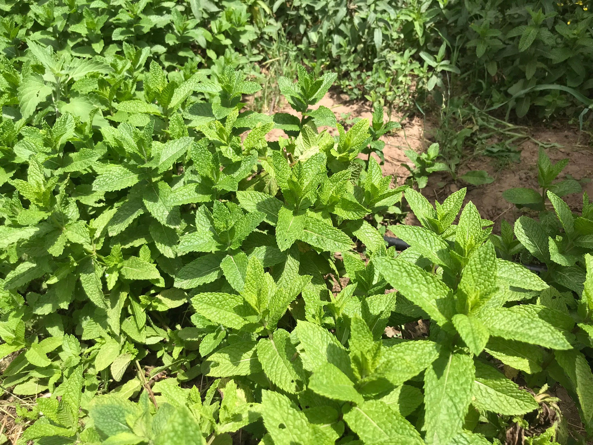 Moroccan Spearmint (Mentha x spicata var crispa)