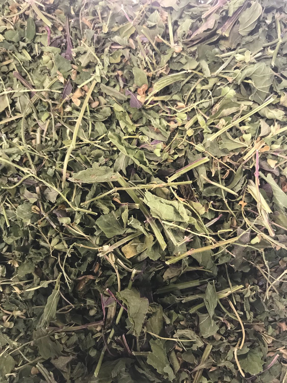 American Skullcap (Blue Skullcap)