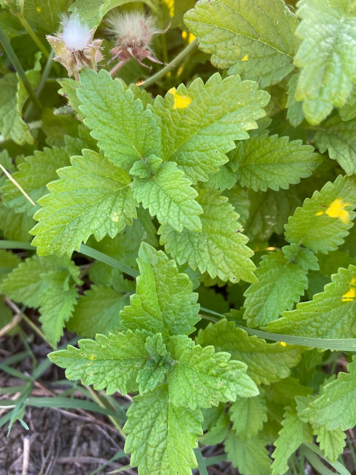 Organik Melisa (Oğul otu) | Melissa officinalis 