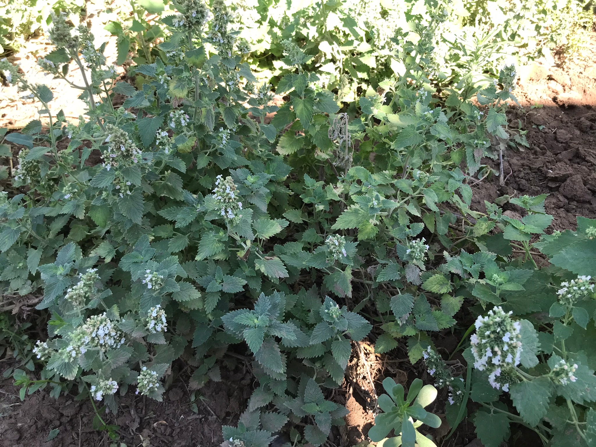 Kedi Nanesi (Catnip) Tohumu | Nepeta cataria | 50 adet