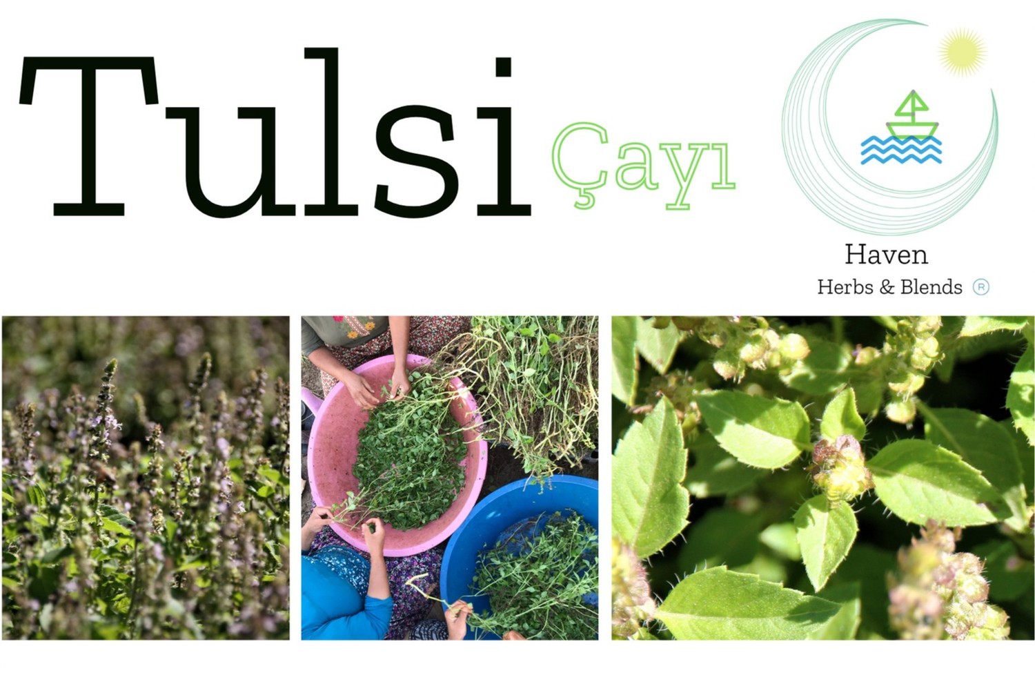 Tulsi