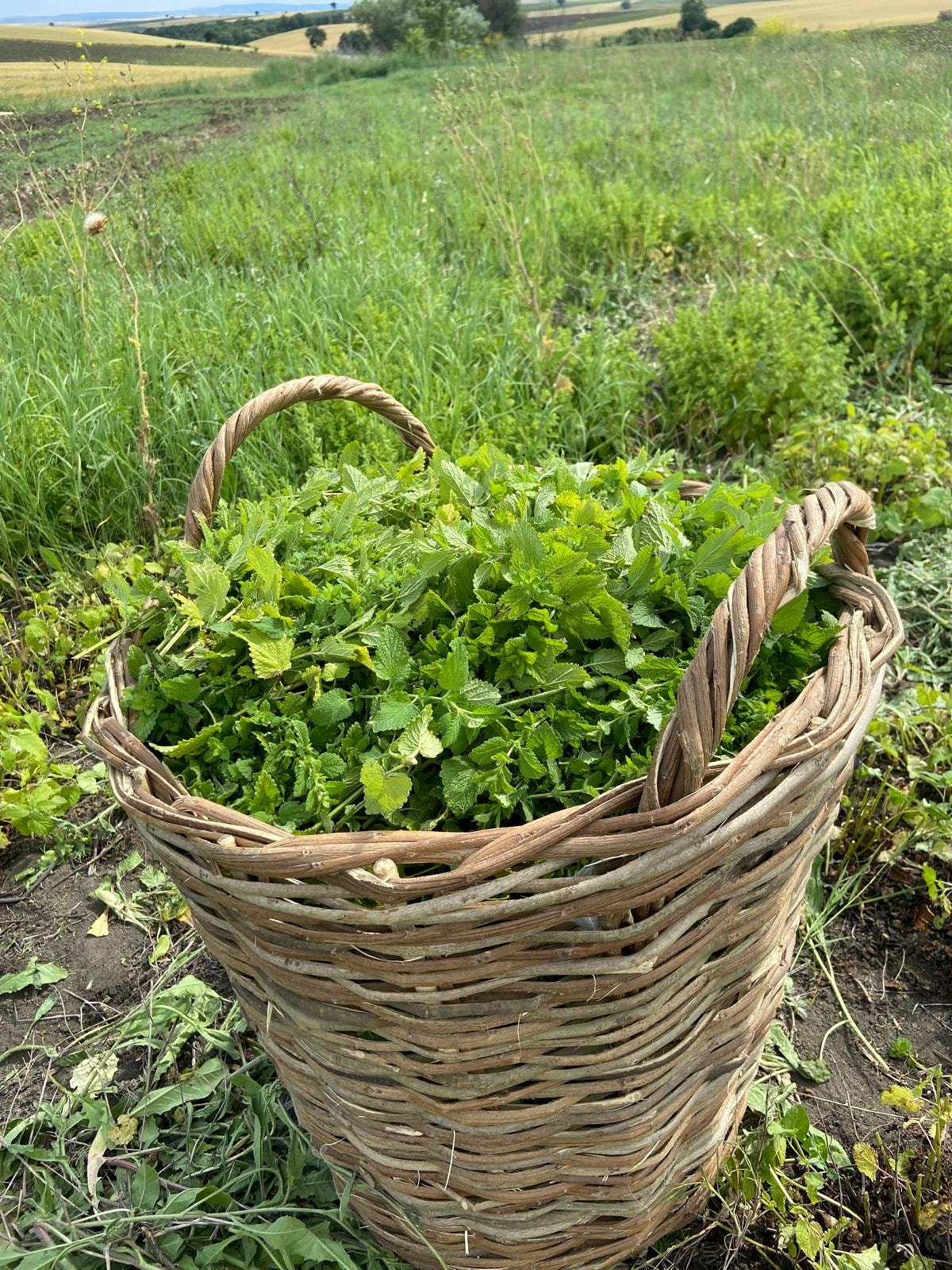 Organik Melisa (Oğul otu) | Melissa officinalis 