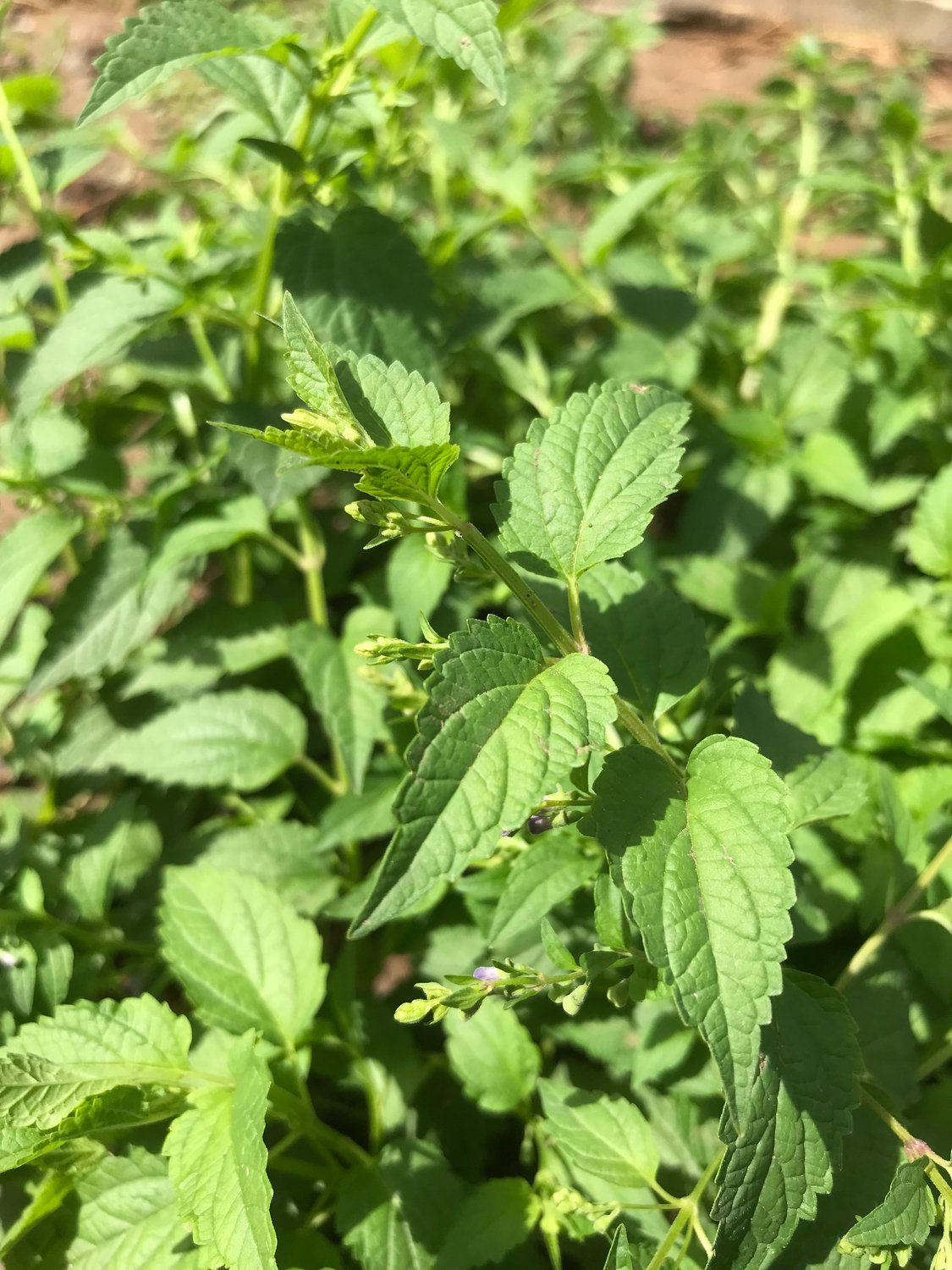 American Skullcap (Blue Skullcap)