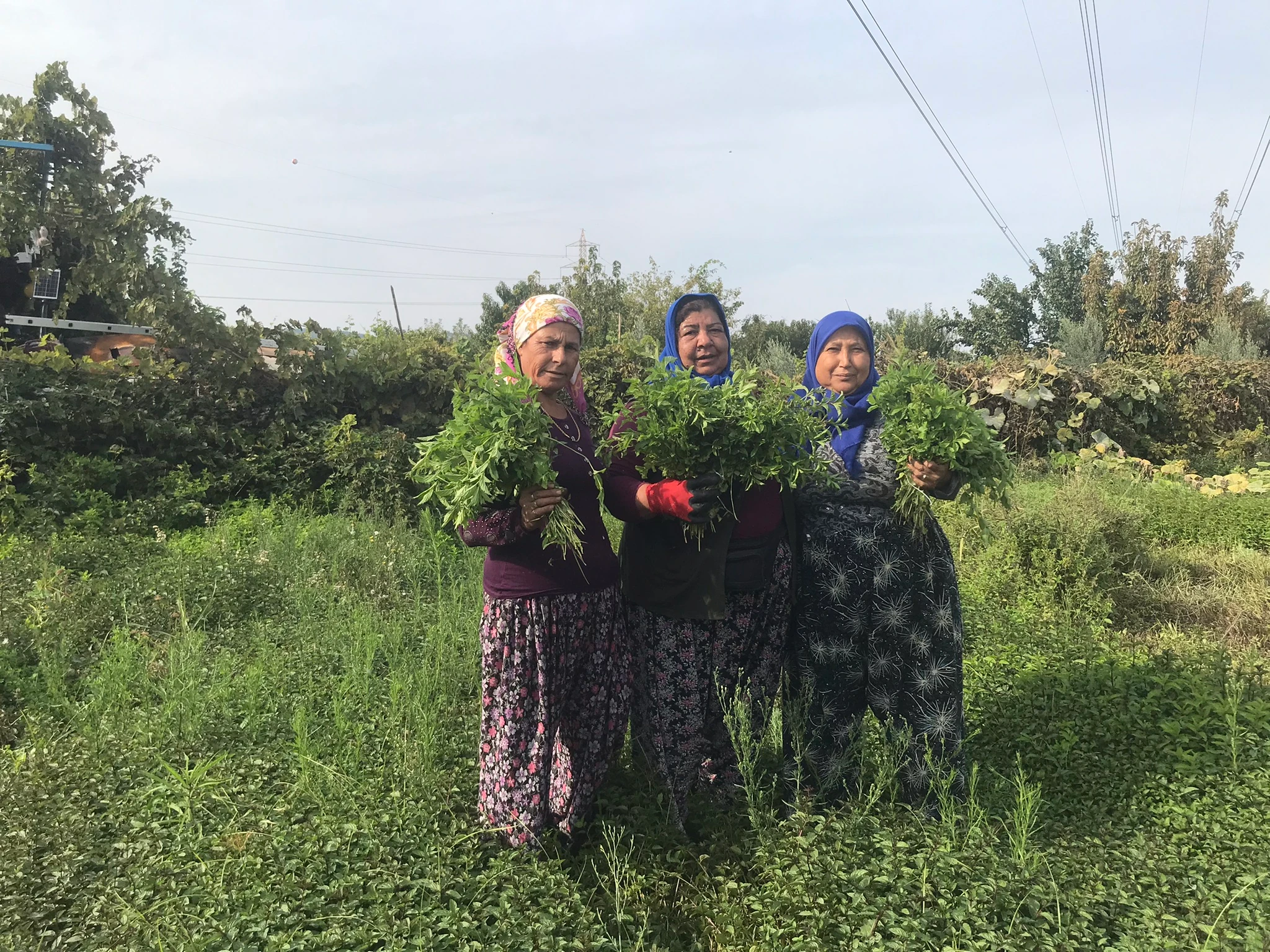 Peppermint (Tıbbi Nane) Çayı