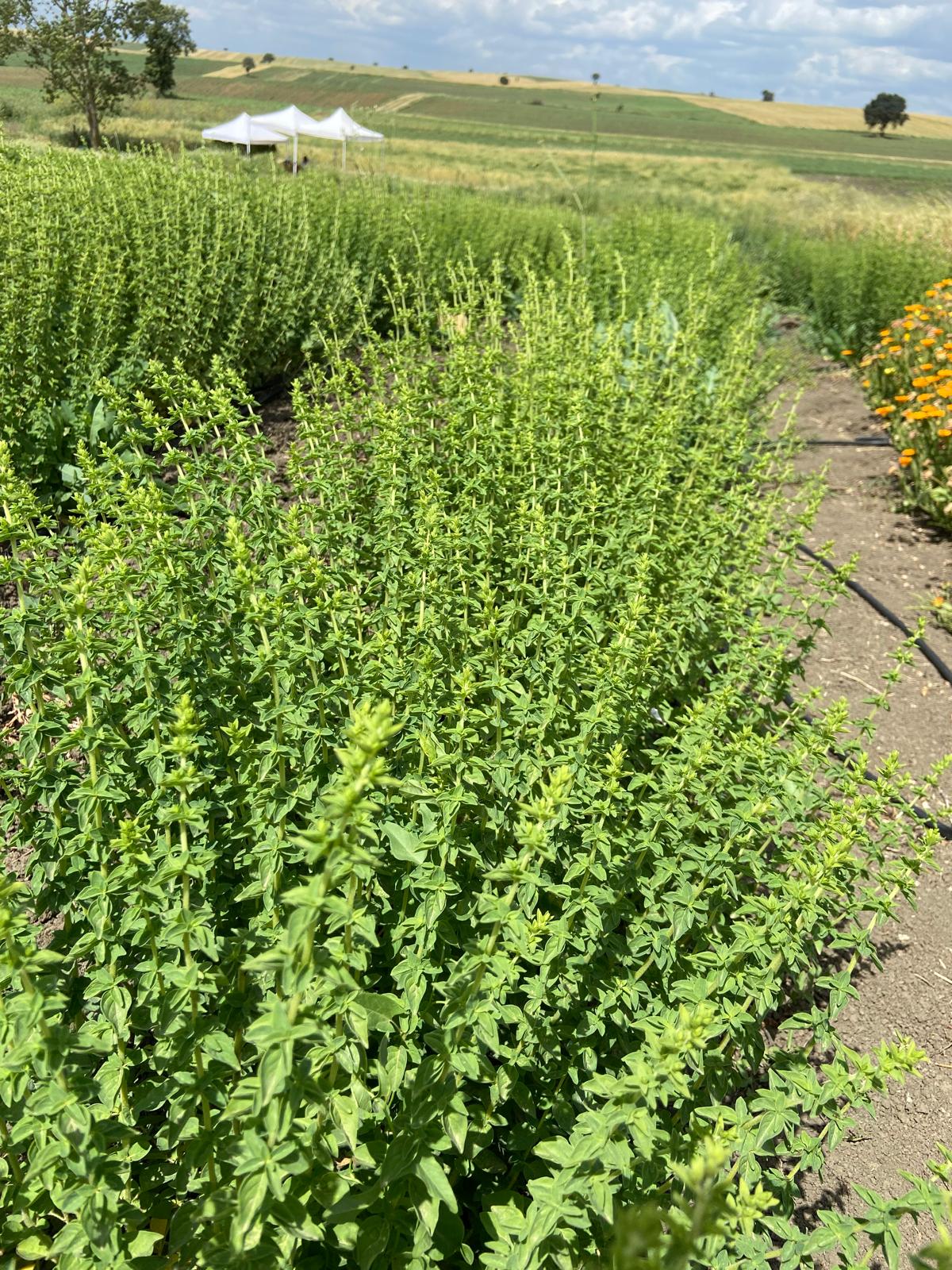 Organik Oregano Kekik 50gr