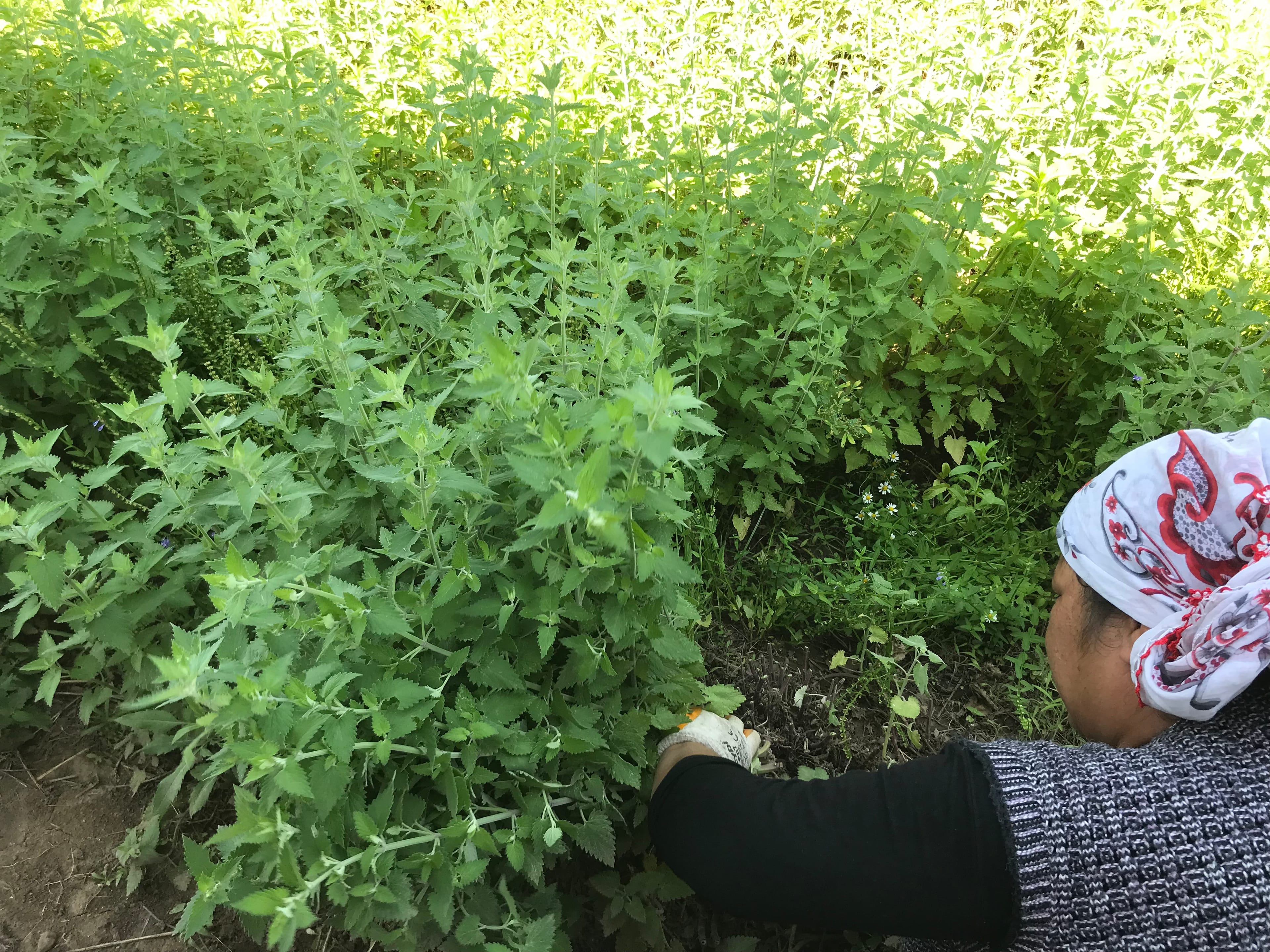 Kedi Nanesi (Catnip) Tohumu | Nepeta cataria | 50 adet