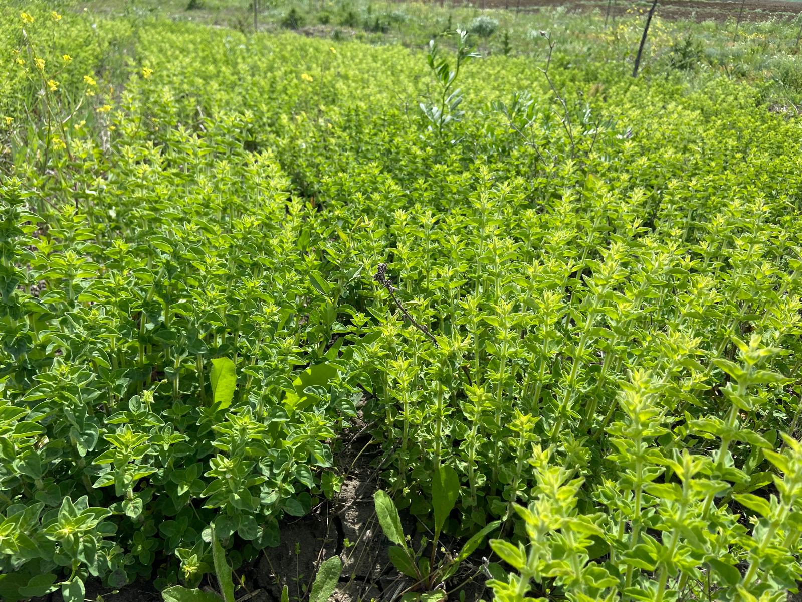 Organik Oregano Kekik 50gr