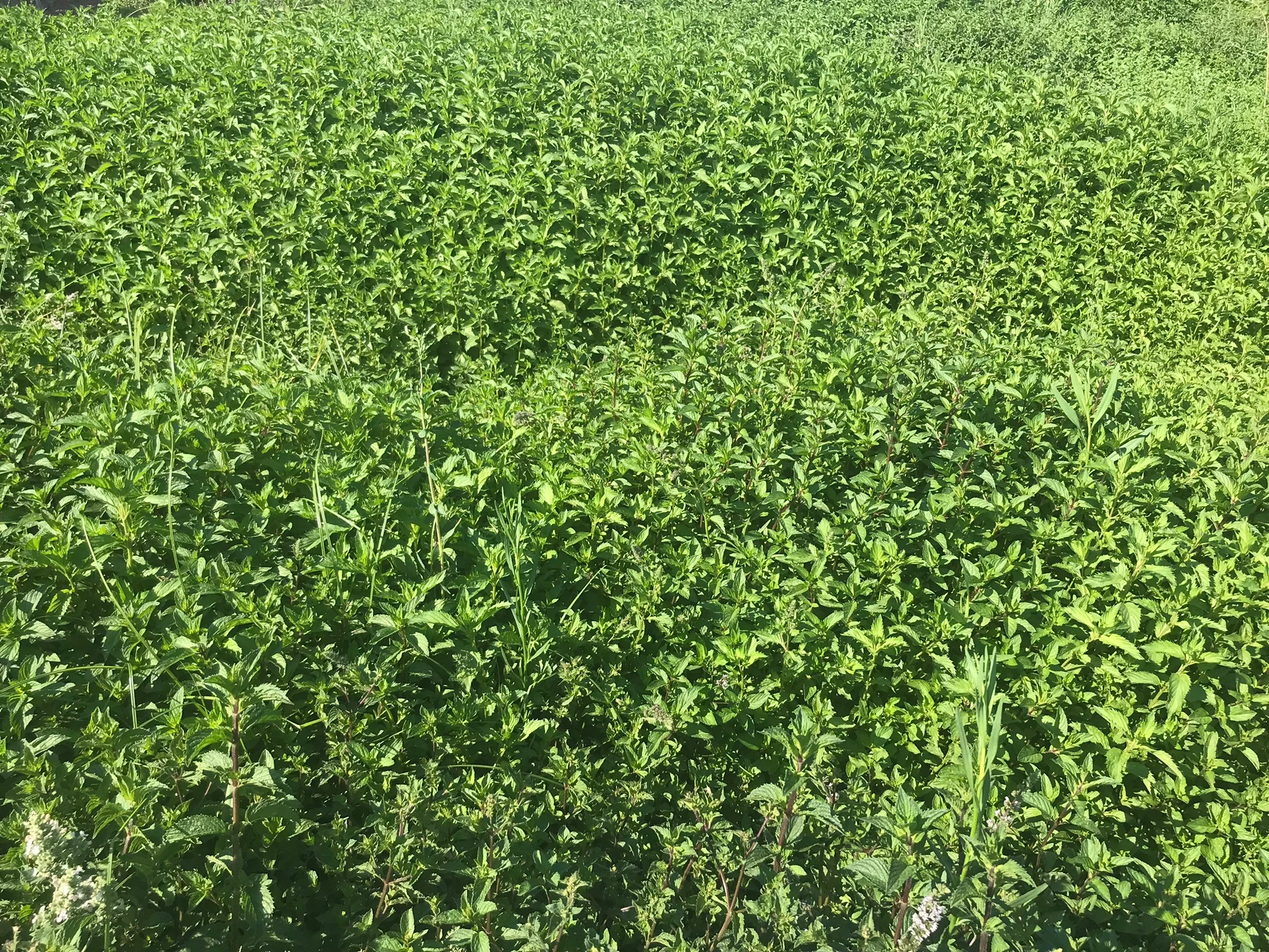 Peppermint (Tıbbi Nane) Çayı