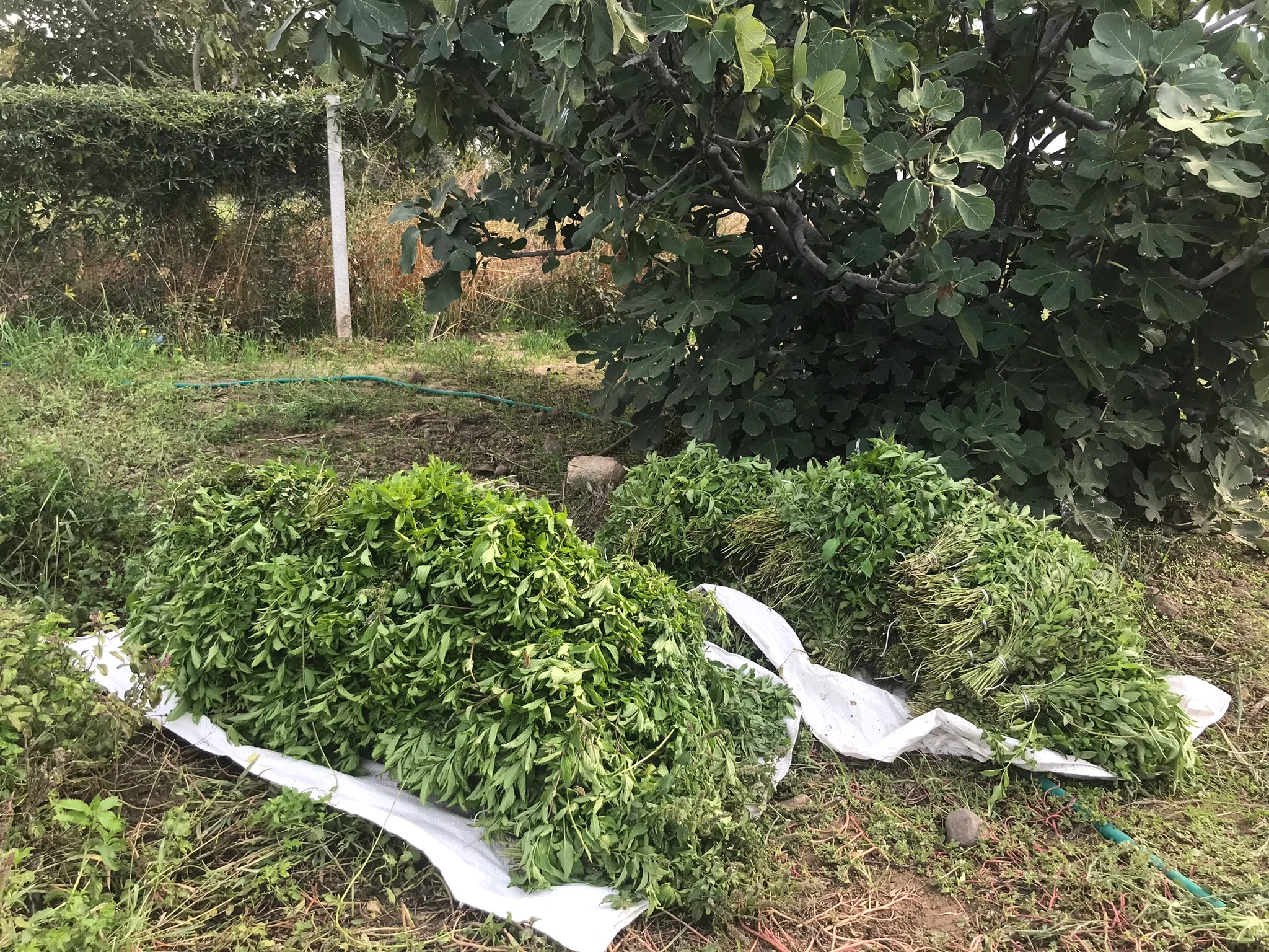 Peppermint (Tıbbi Nane) Çayı