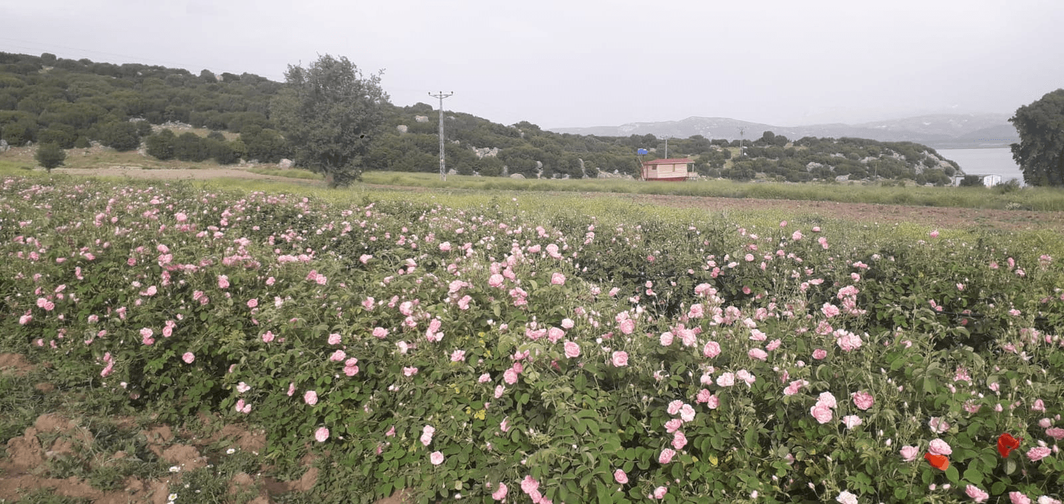 Gül Hidrosolü