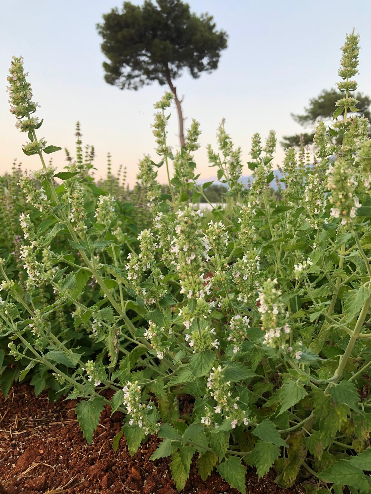 Kedi Nanesi (Catnip) Hidrosolü