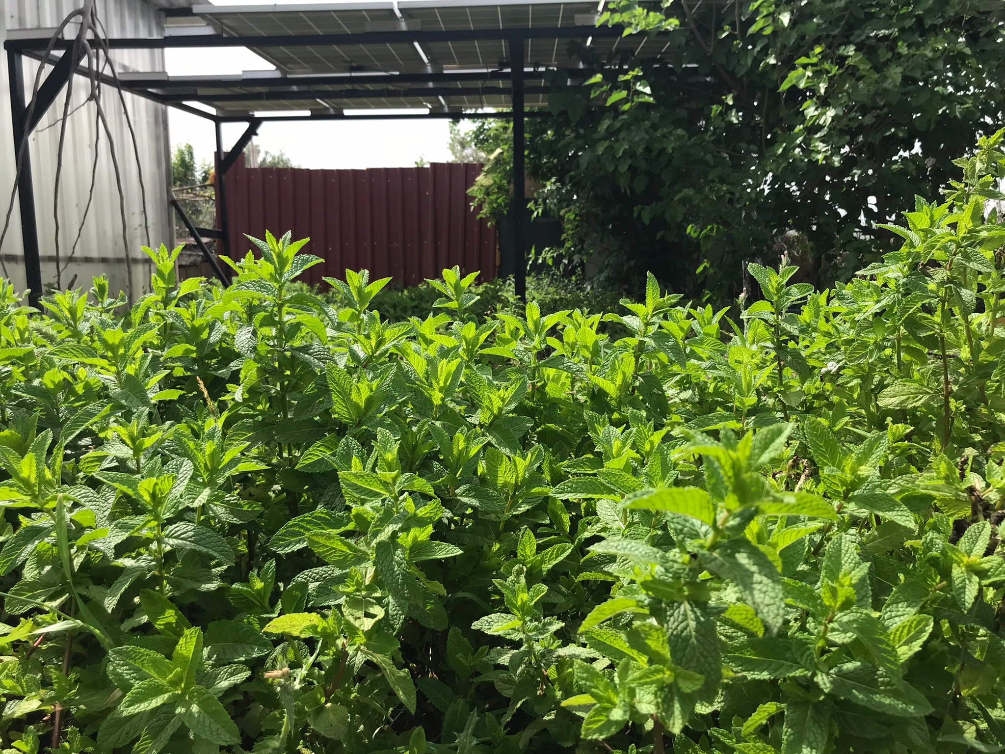 Moroccan Spearmint (Mentha x spicata var crispa)