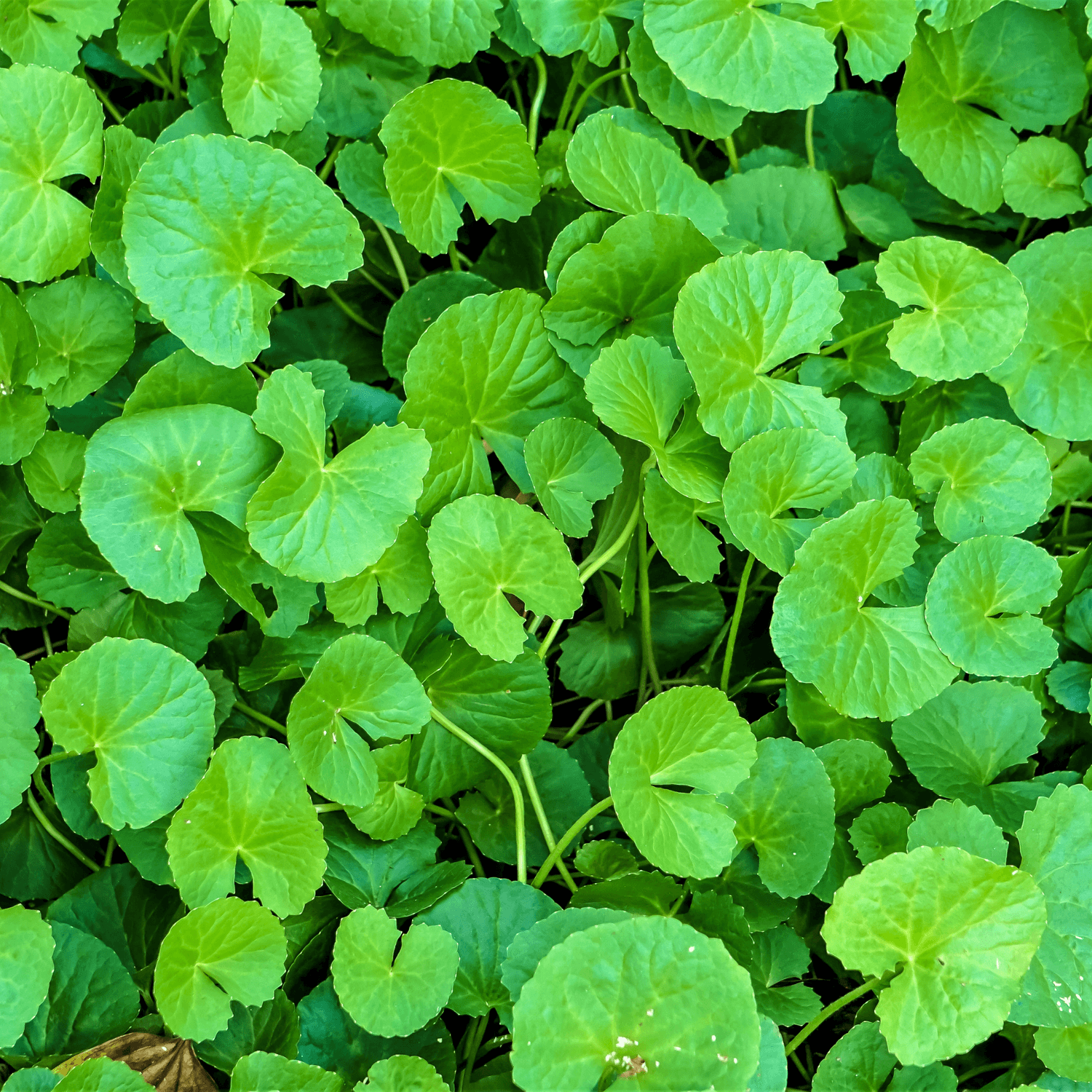 Gotu Kola