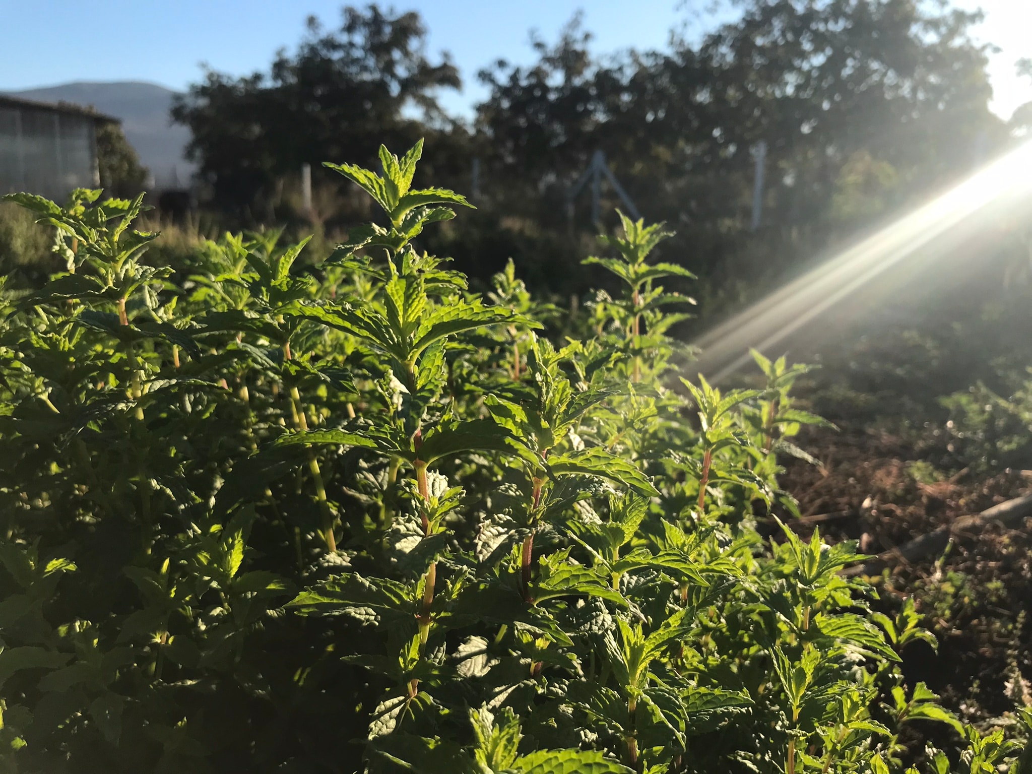 Tıbbi Nane  - Swiss Ricola Tipi Peppermint 