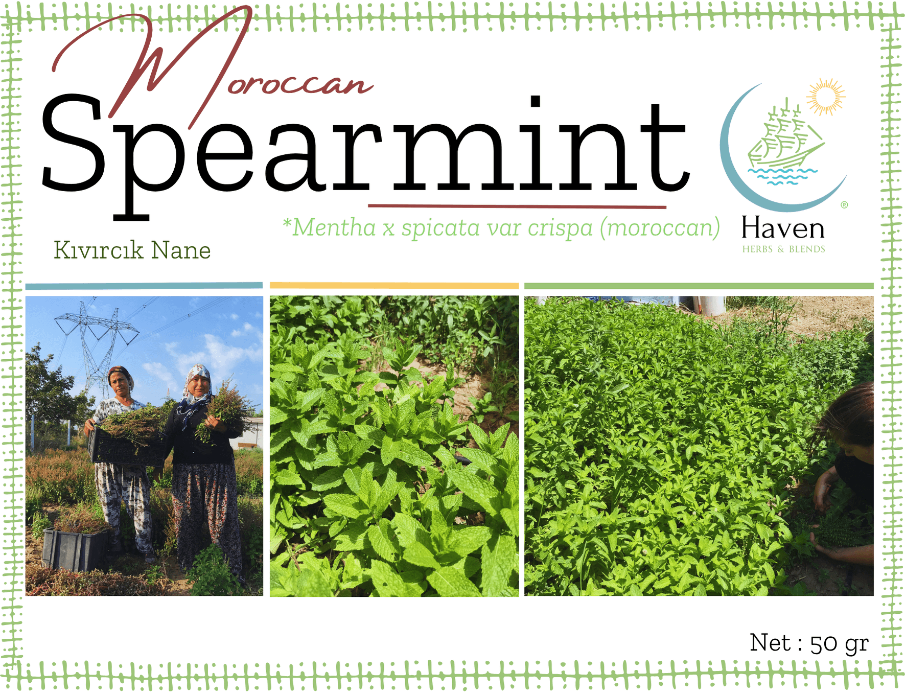 Moroccan Spearmint (Mentha x spicata var crispa)