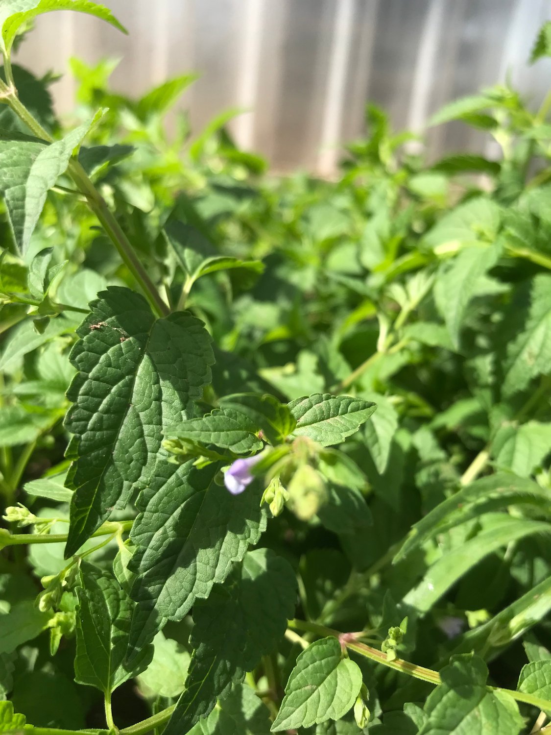 American Skullcap (Blue Skullcap)