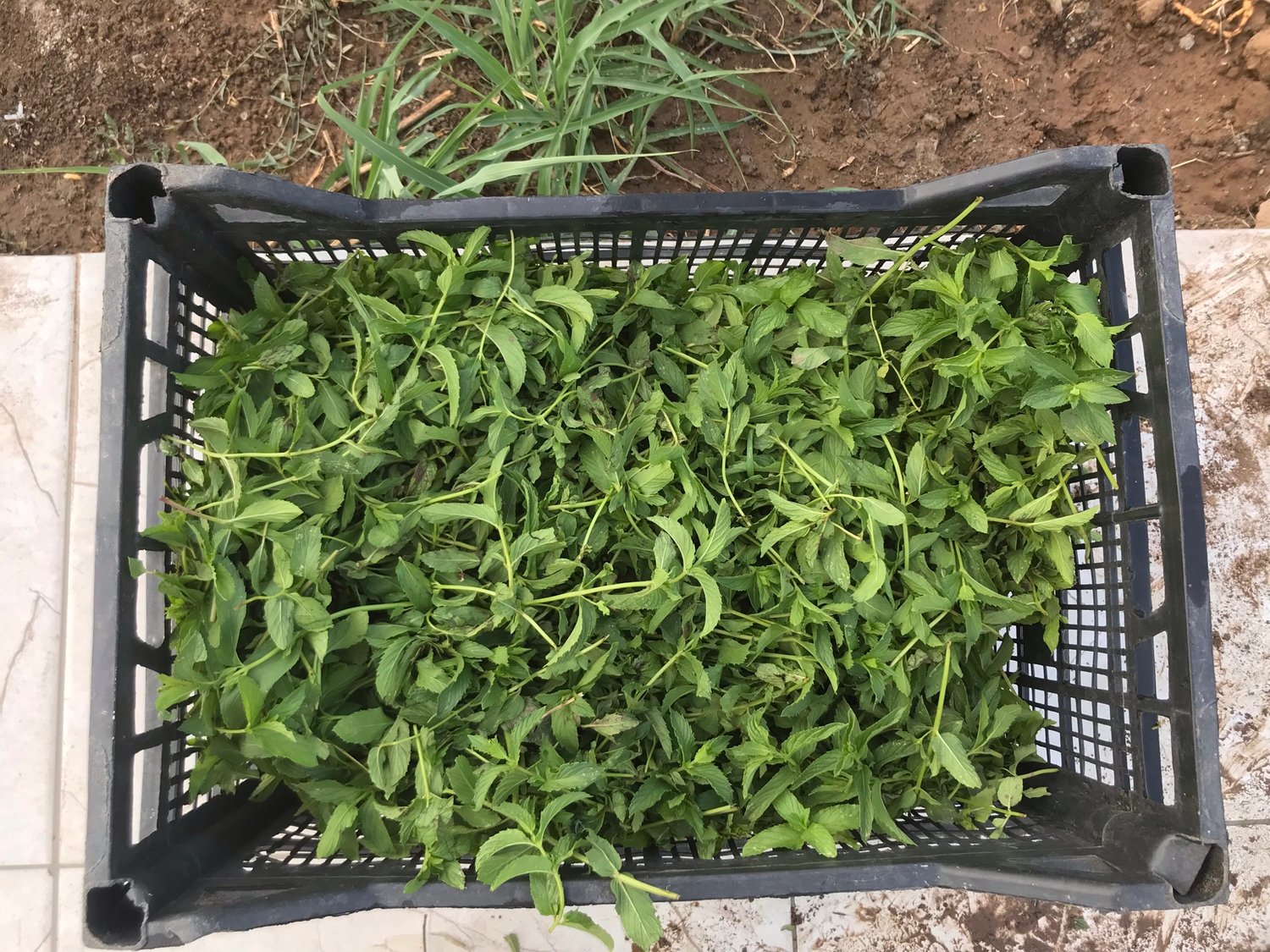 Spearmint (Kıvırcık nane)