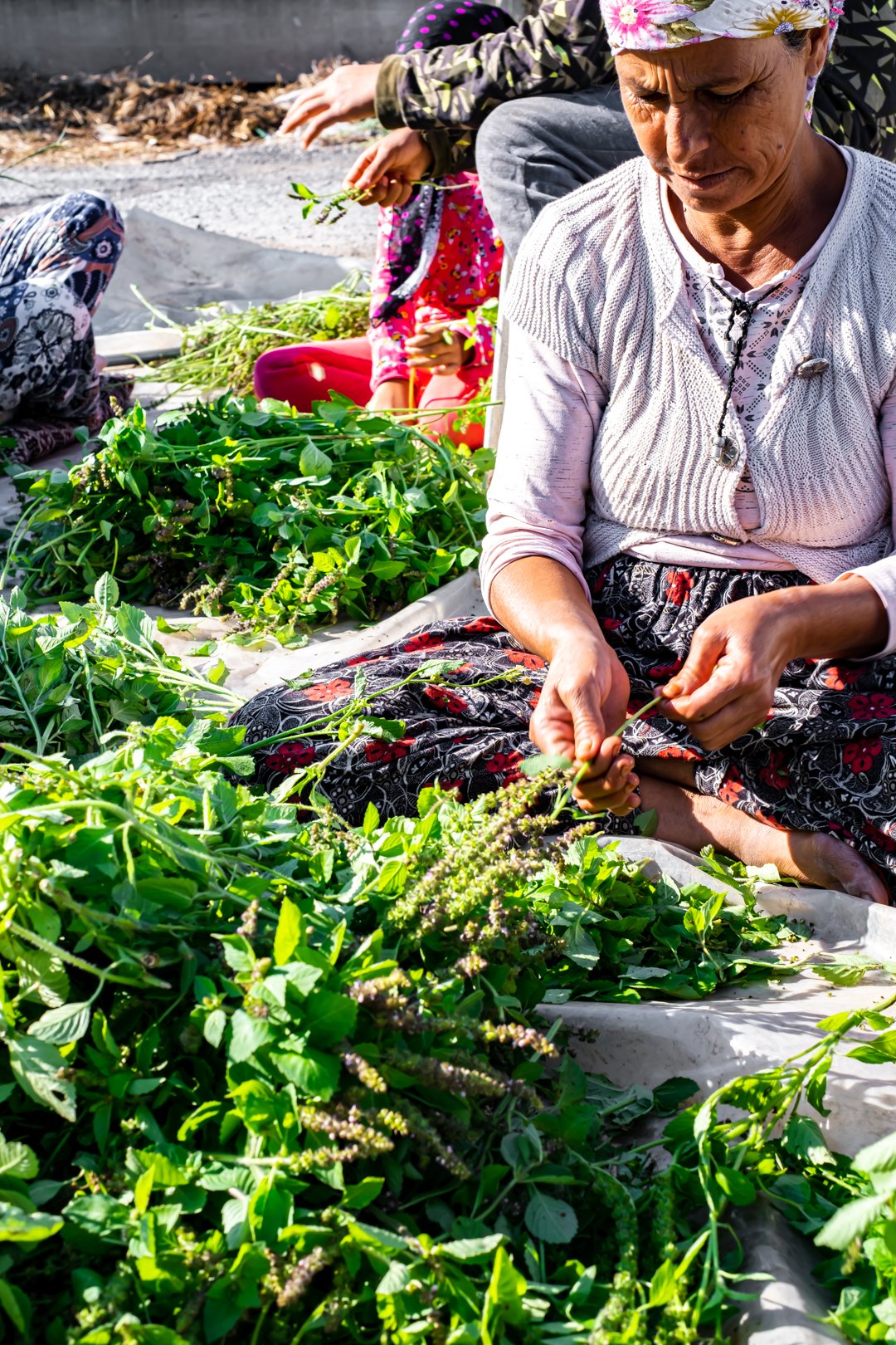 Tulsi (Hint fesleğeni) Uçucu Yağı