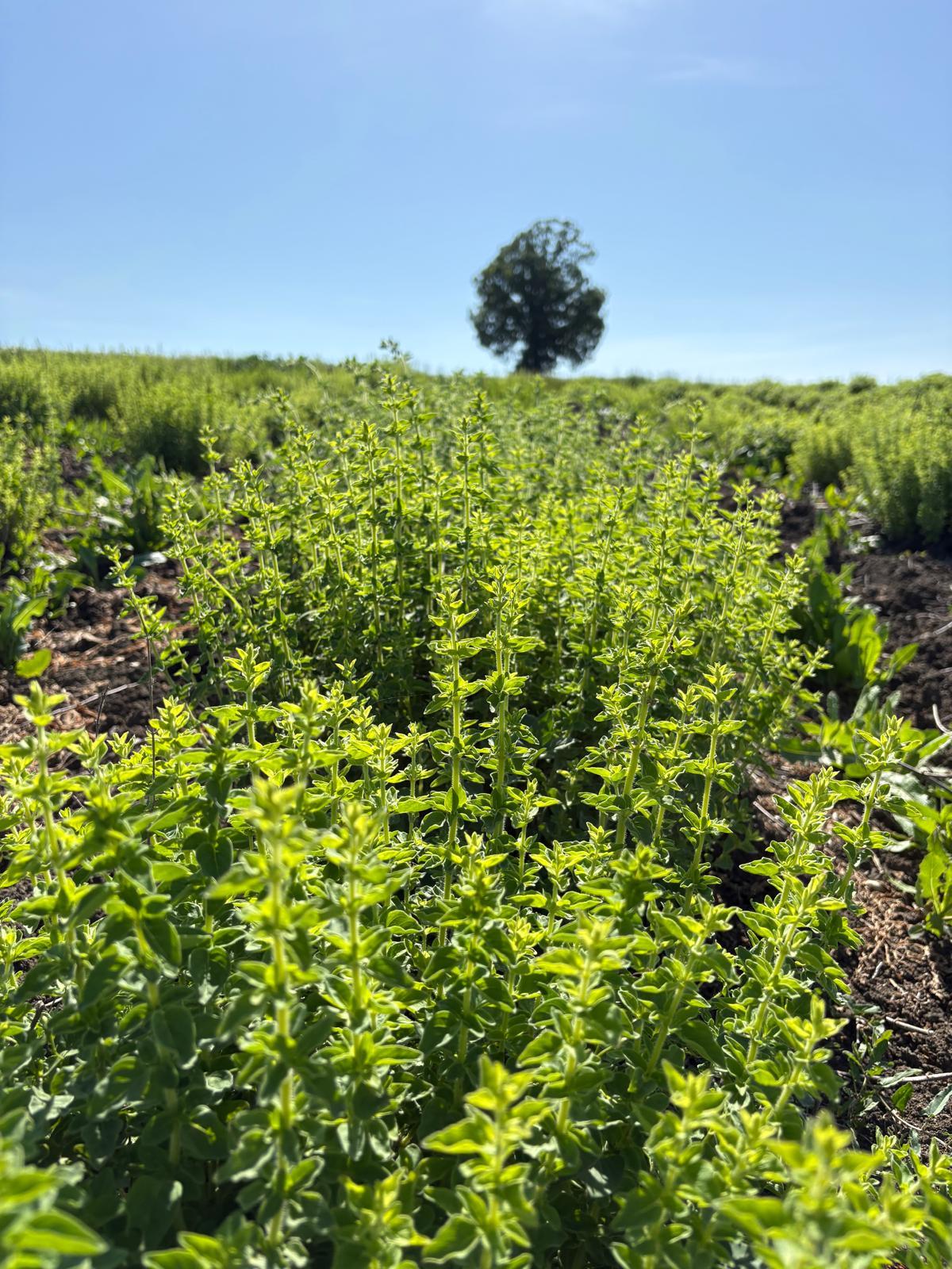 Organik Oregano Kekik 50gr