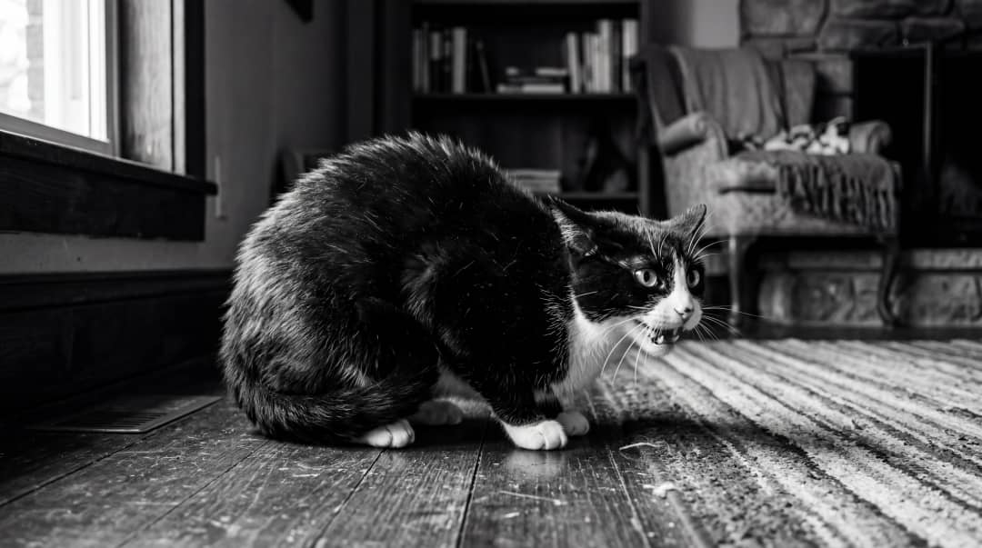 Tedirgin ve savunma pozisyonunda tıslayan siyah beyaz kedi