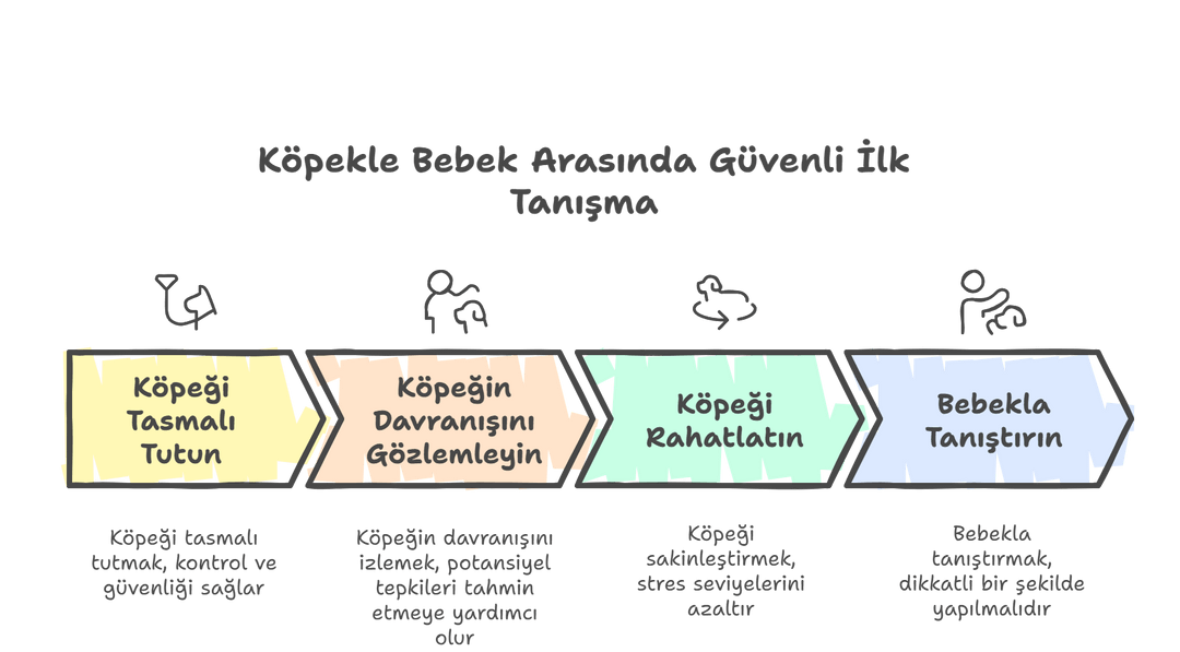 Köpekle bebek arasında güvenli ilk tanışmayı anlatan infografik.