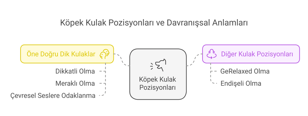 Köpek kulak pozisyonları ve davranışsal anlamlarını gösteren bir diyagram.