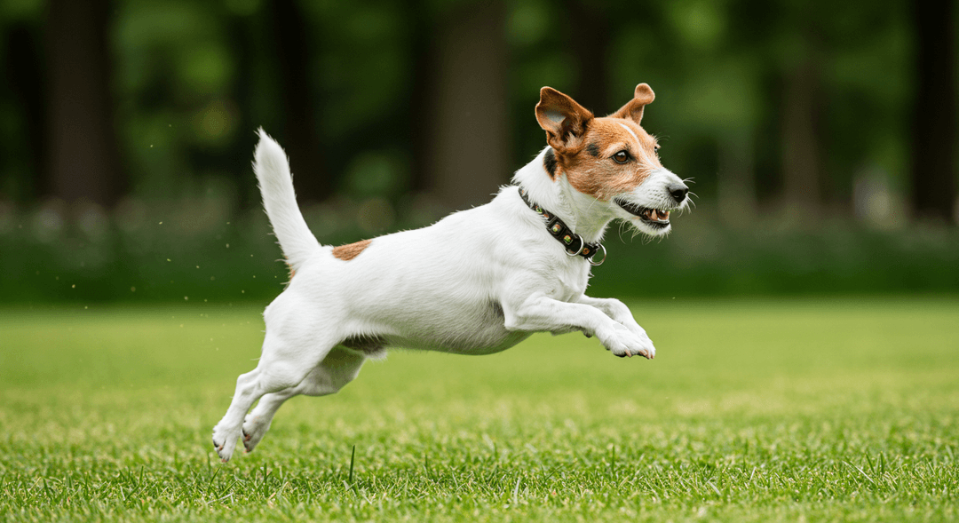 Güneşli bir parkta zıplayan enerjik, zeki ve kompakt yapılı bir Jack Russell Terrier köpeği.