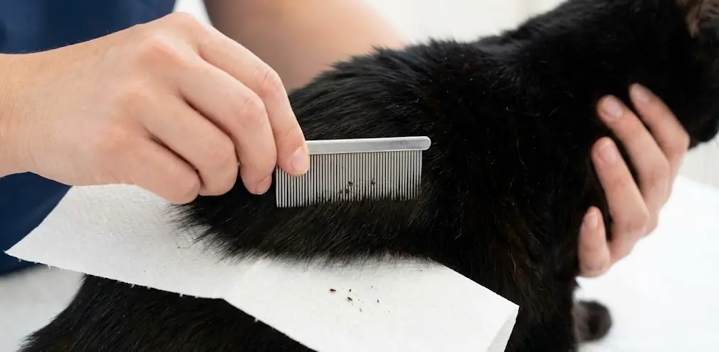 Kedinin tüylerinde pire kontrolü için pire tarağıyla yapılan tarama