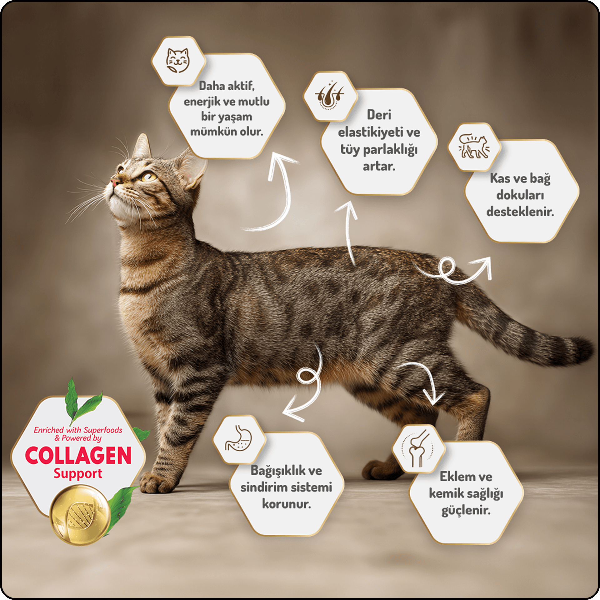 Felicia HypoAllergenic Somonlu Düşük Tahıllı Yetişkin Kedi Maması 12 kg