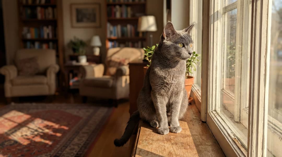 Pencere kenarında dikkat kesilmiş kedi