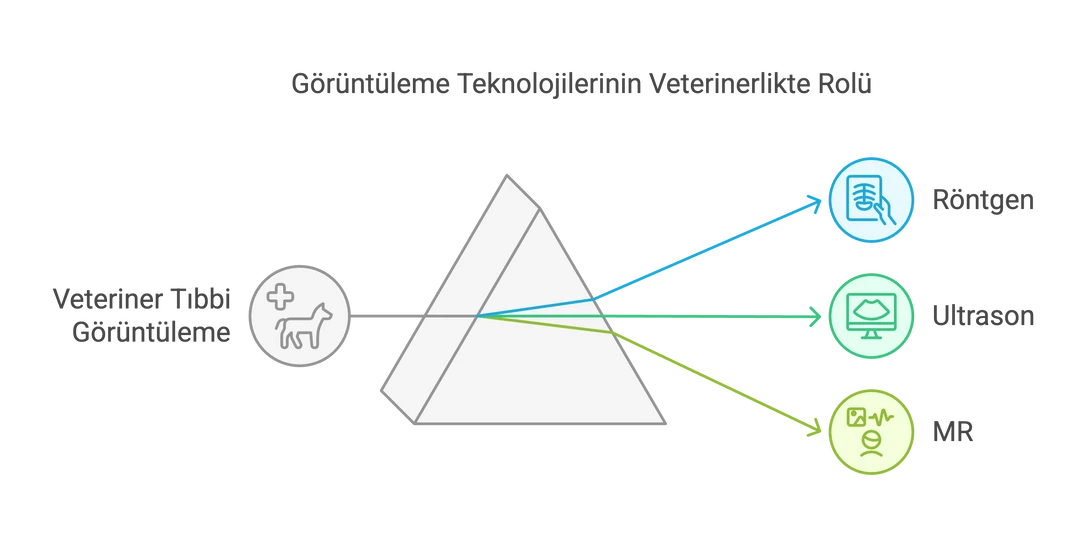 Görüntüleme teknolojilerinin veterinerlikteki rolünün anlatıldığı infografik.