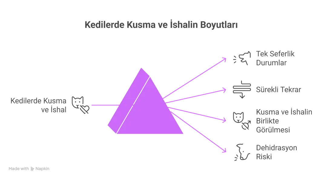 Kedilerde kusma ve ishali gösteren bilgilendirici görsel şema.
