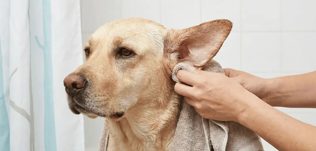 Veteriner onaylı solüsyon ve pamukla beagle köpek kulağı temizleme işlemi.