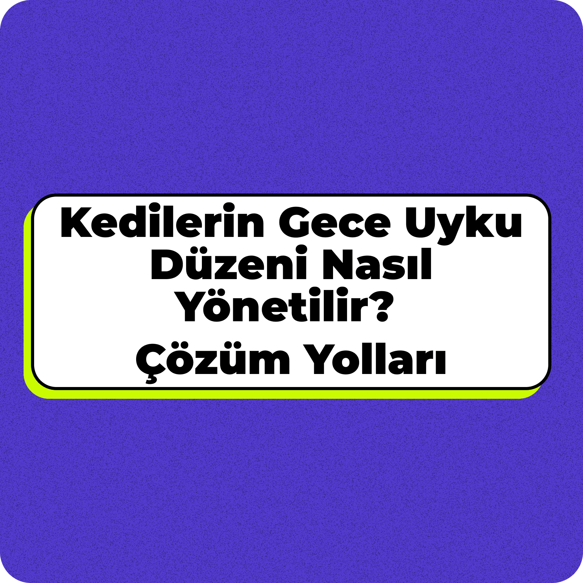 Kedilerin Gece Uyku Düzeni Nasıl Yönetilir? Çözüm Yolları