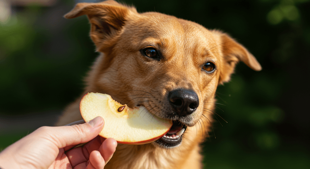 Köpeğe çekirdeği çıkarılmış ve yıkanmış kabuklu elma dilimi veren sahibinin elinden beslenen sağlıklı köpek.