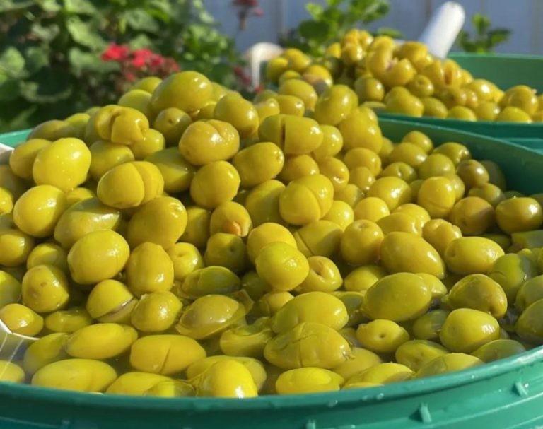 Sarı Gelin Kırma Zeytini