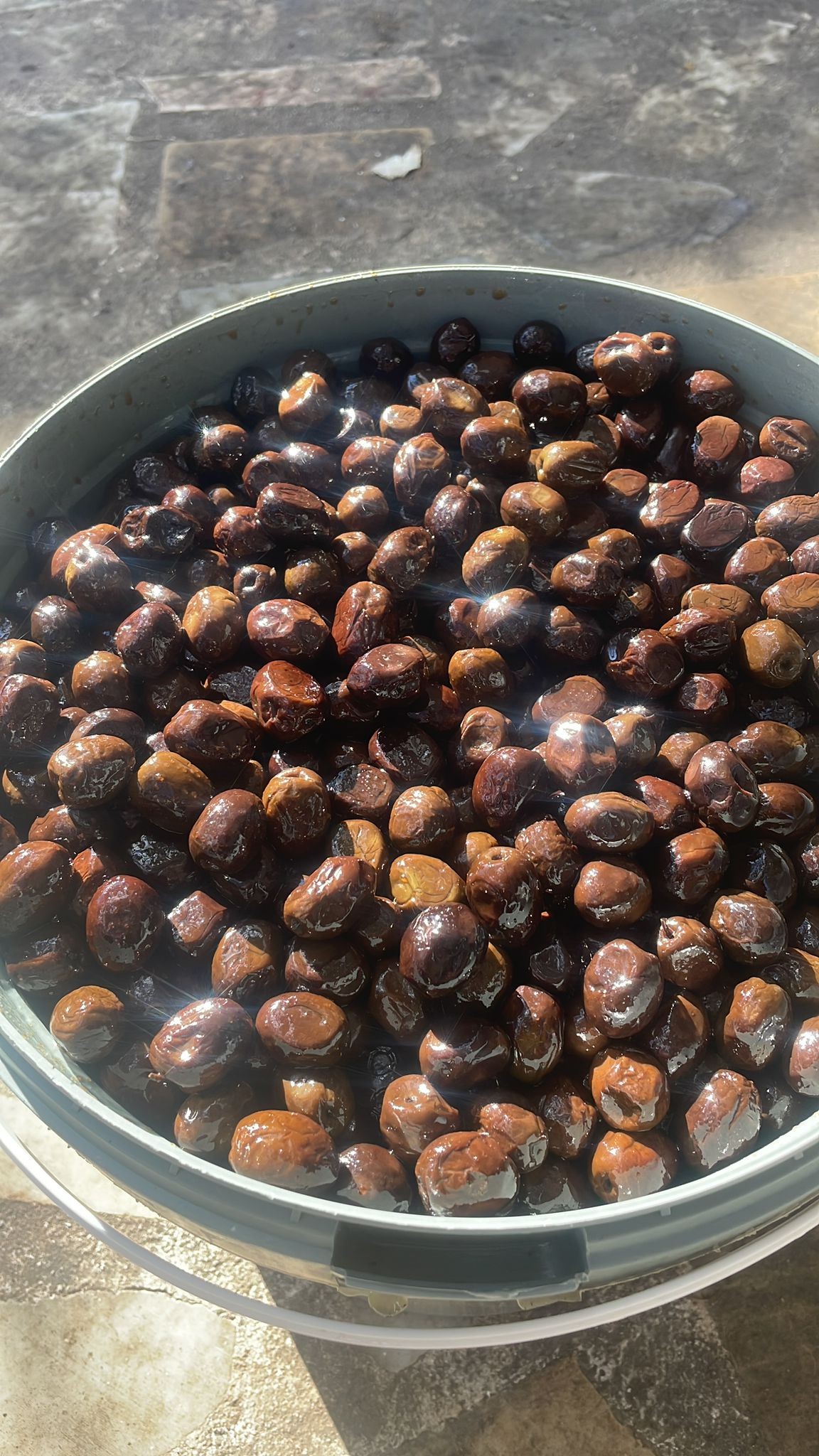 Gemlik Jumbo Zeytin