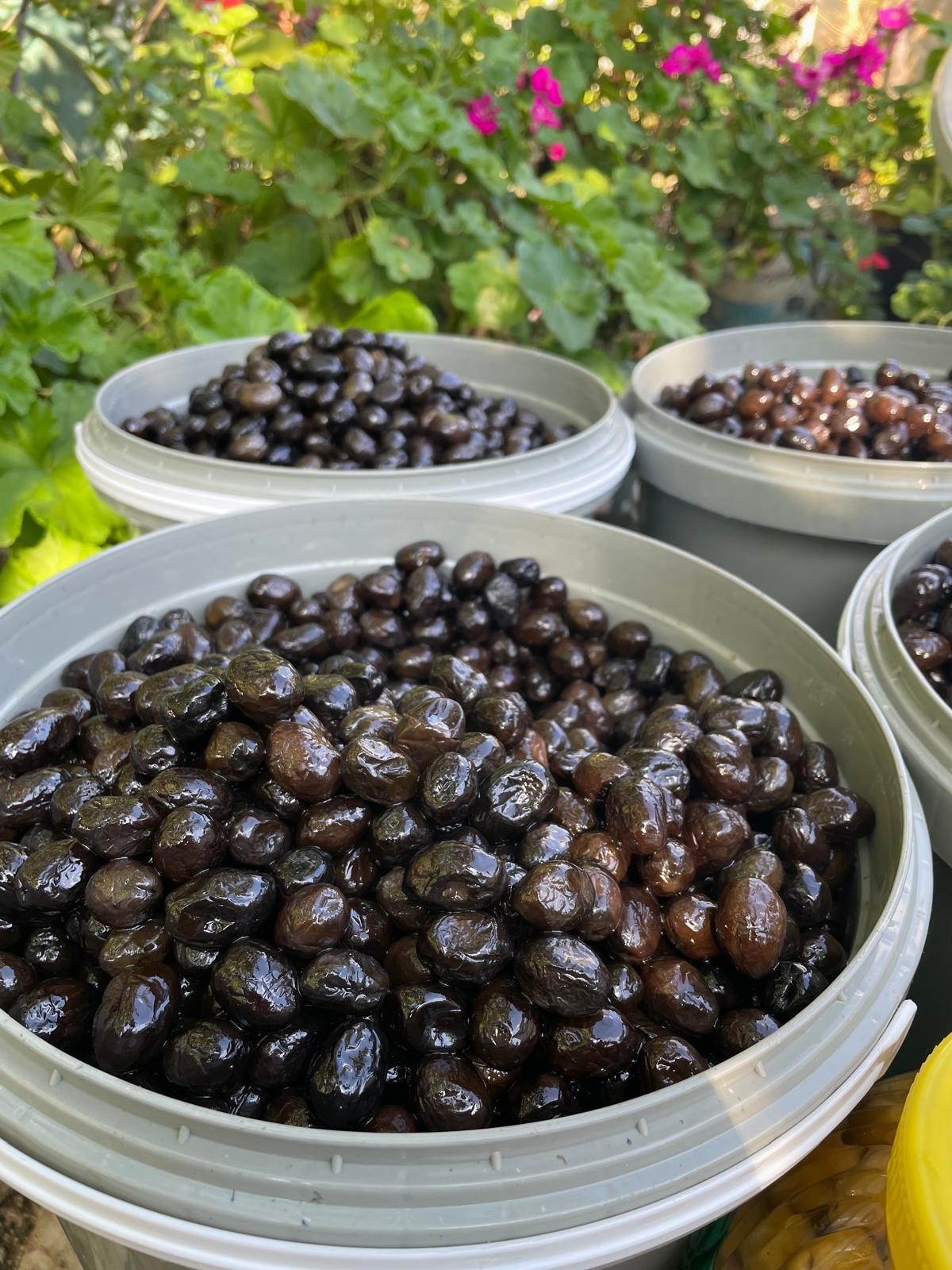 Edremit Mega Zeytin