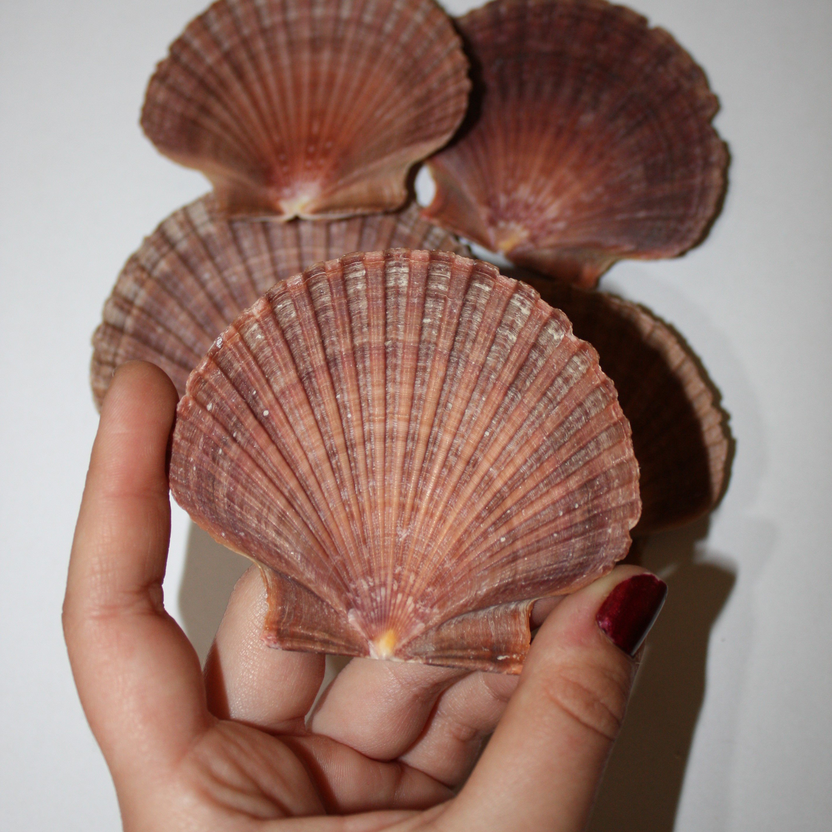 Nodipecten Subnodosus Deniz Kabuğu