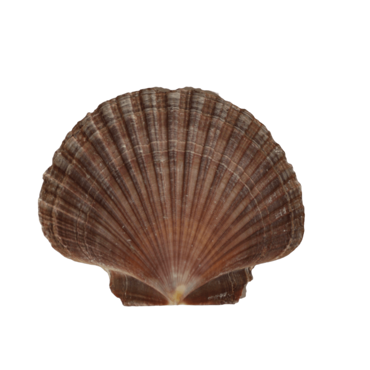 Nodipecten Subnodosus Deniz Kabuğu