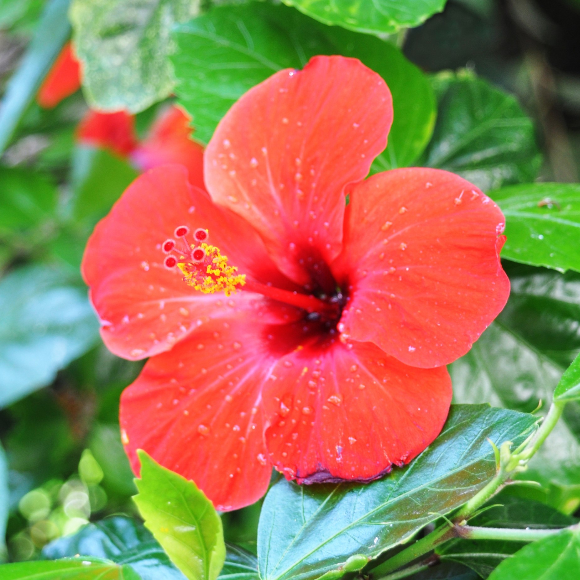 Hibiskus Çiçeği