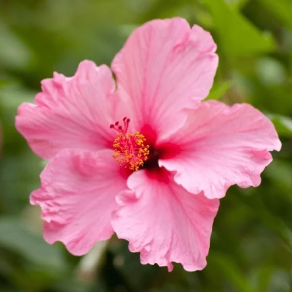 Hibiskus Çiçeği